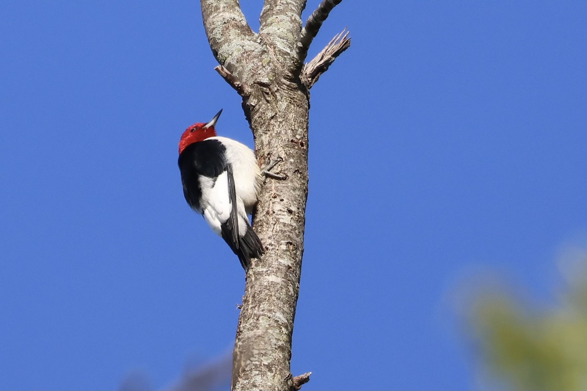 Red-headed Woodpecker - Adrian Hall
