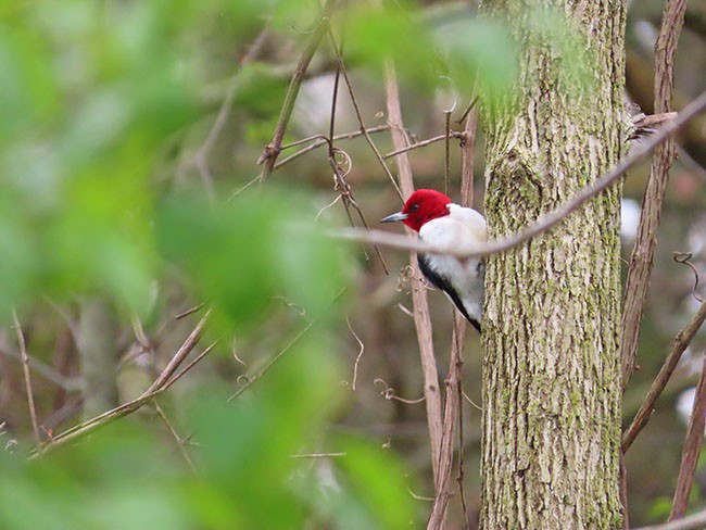 Red-headed Woodpecker - Nancy Anderson