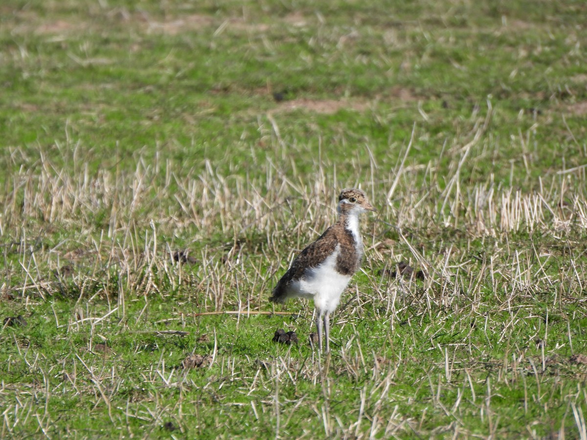 Banded Lapwing - ML617906223