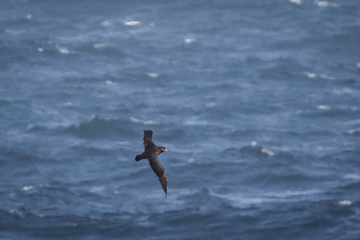 Spectacled Petrel - ML617906224