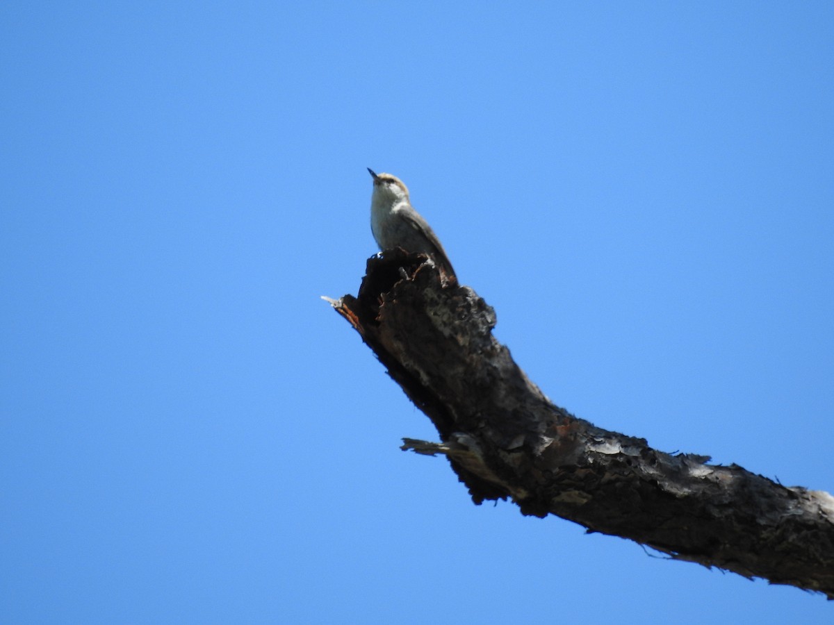 Brown-headed Nuthatch - ML617906242