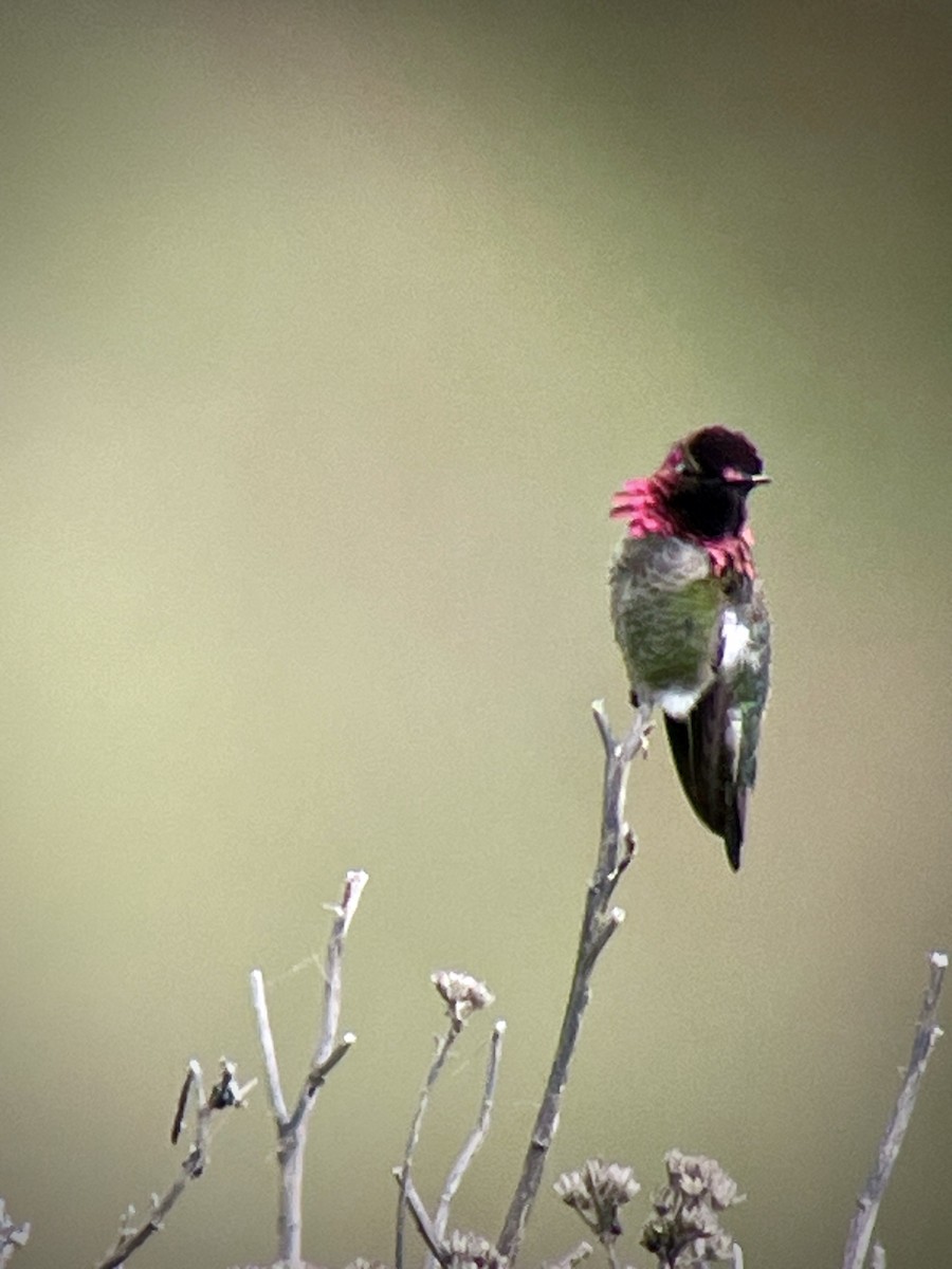 Anna's Hummingbird - ML617906254