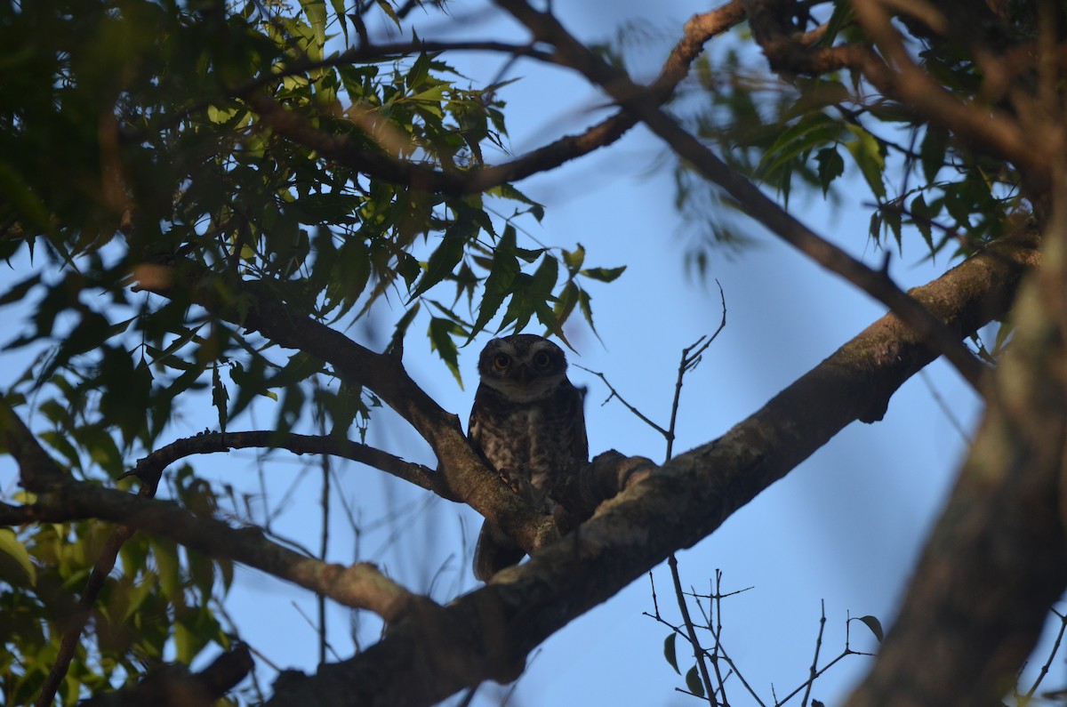 Spotted Owlet - Karthikeyan G B