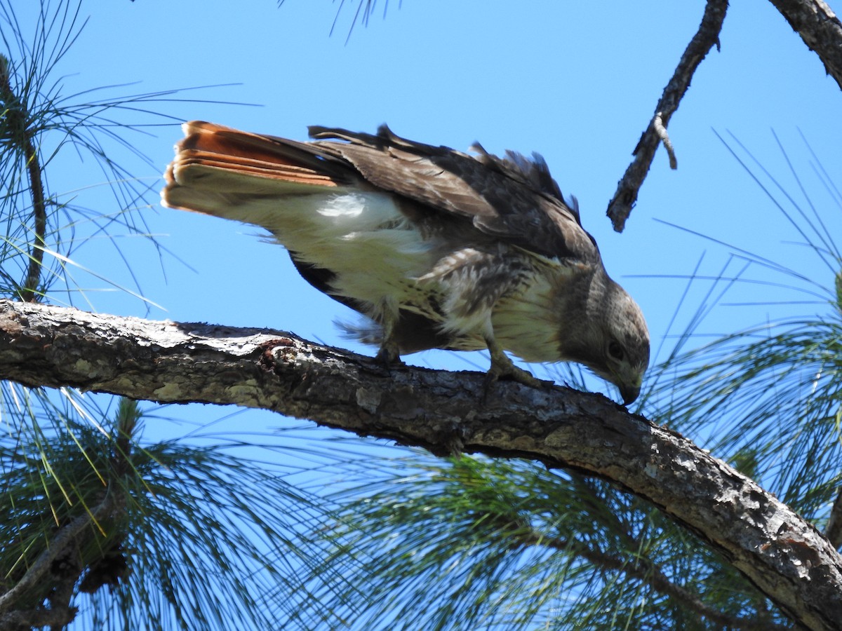Red-tailed Hawk - ML617906264