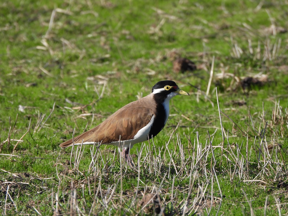 Banded Lapwing - ML617906273