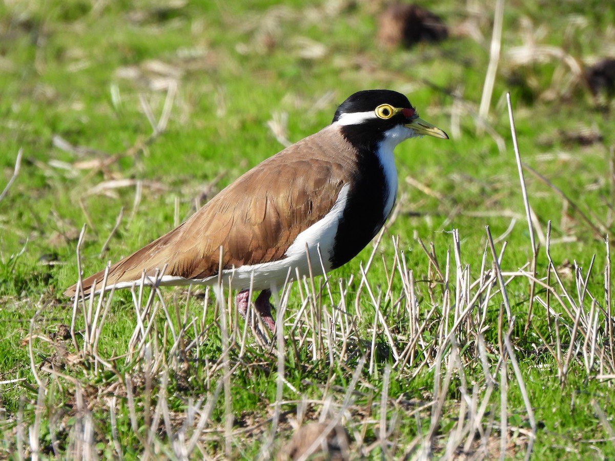 Banded Lapwing - ML617906308