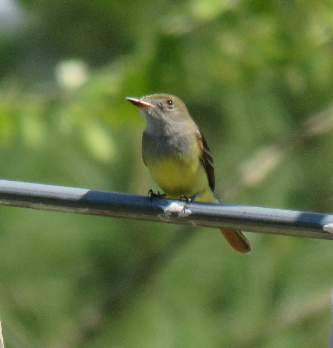Great Crested Flycatcher - ML617906347