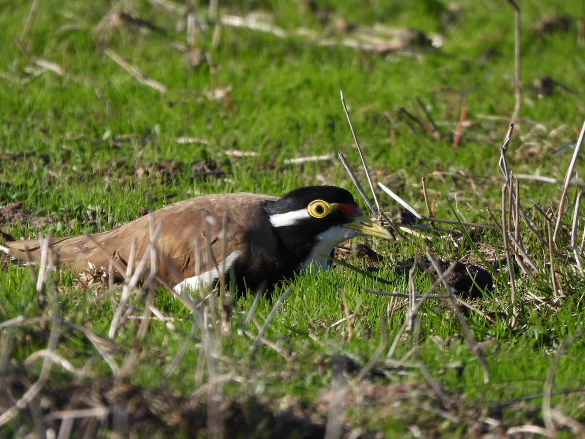 Banded Lapwing - ML617906350
