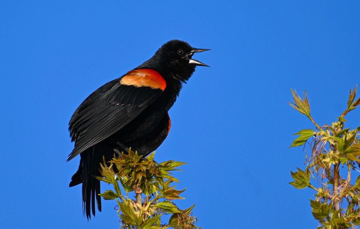 Red-winged Blackbird - ML617906379