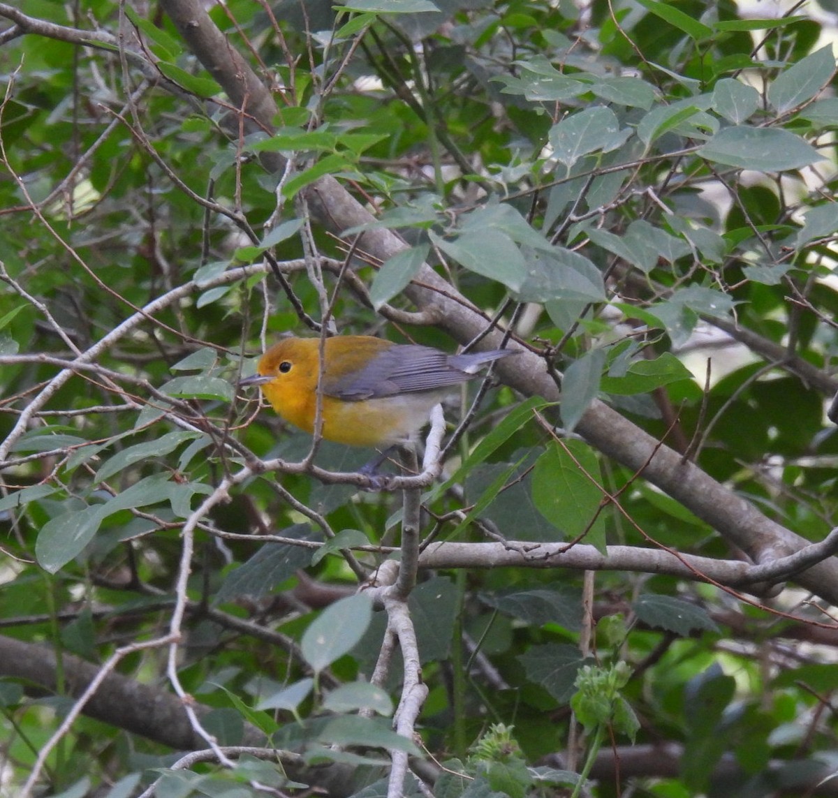 Prothonotary Warbler - ML617906383