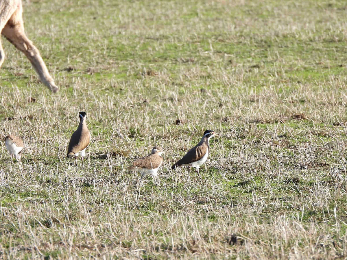 Banded Lapwing - ML617906392
