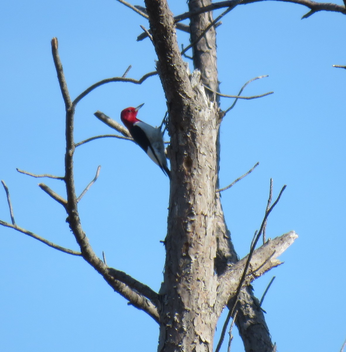 Red-headed Woodpecker - ML617906394
