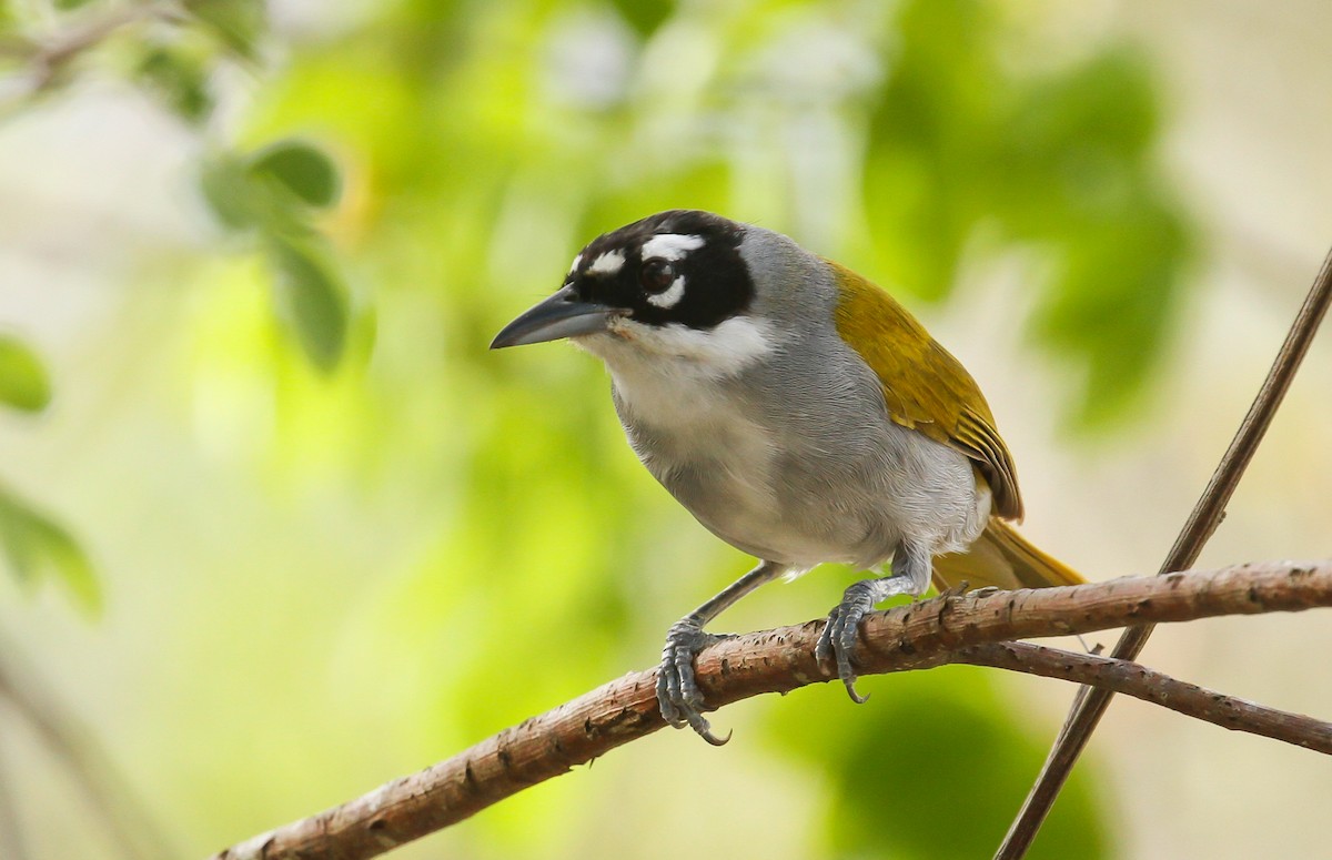 Black-crowned Palm-Tanager - ML617906396