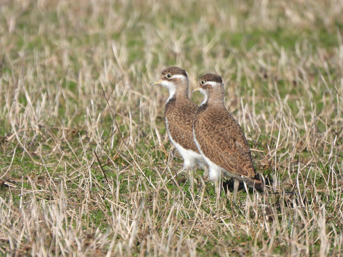 Banded Lapwing - ML617906399