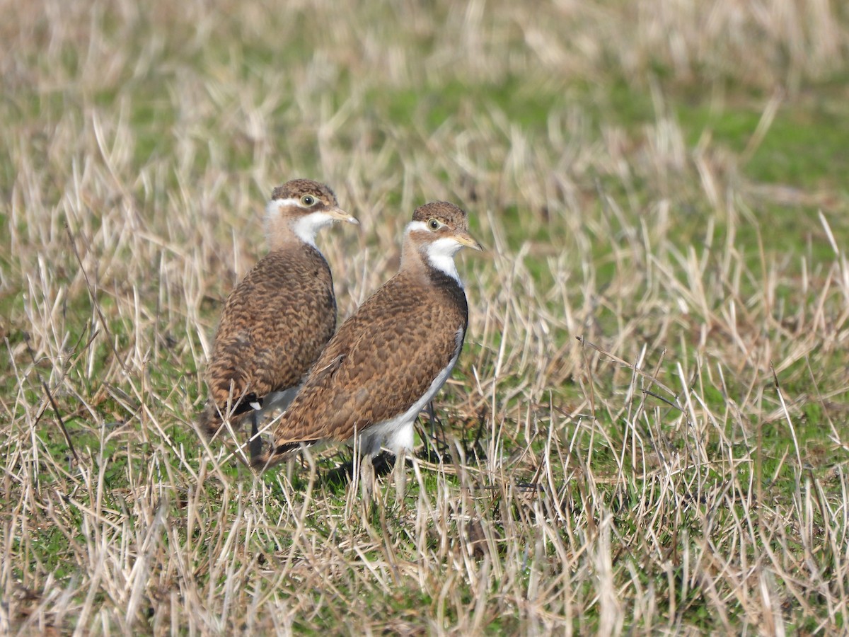 Banded Lapwing - ML617906406