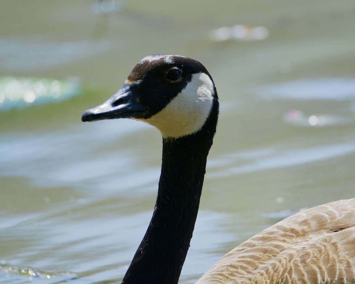 Canada Goose - Larry Waddell