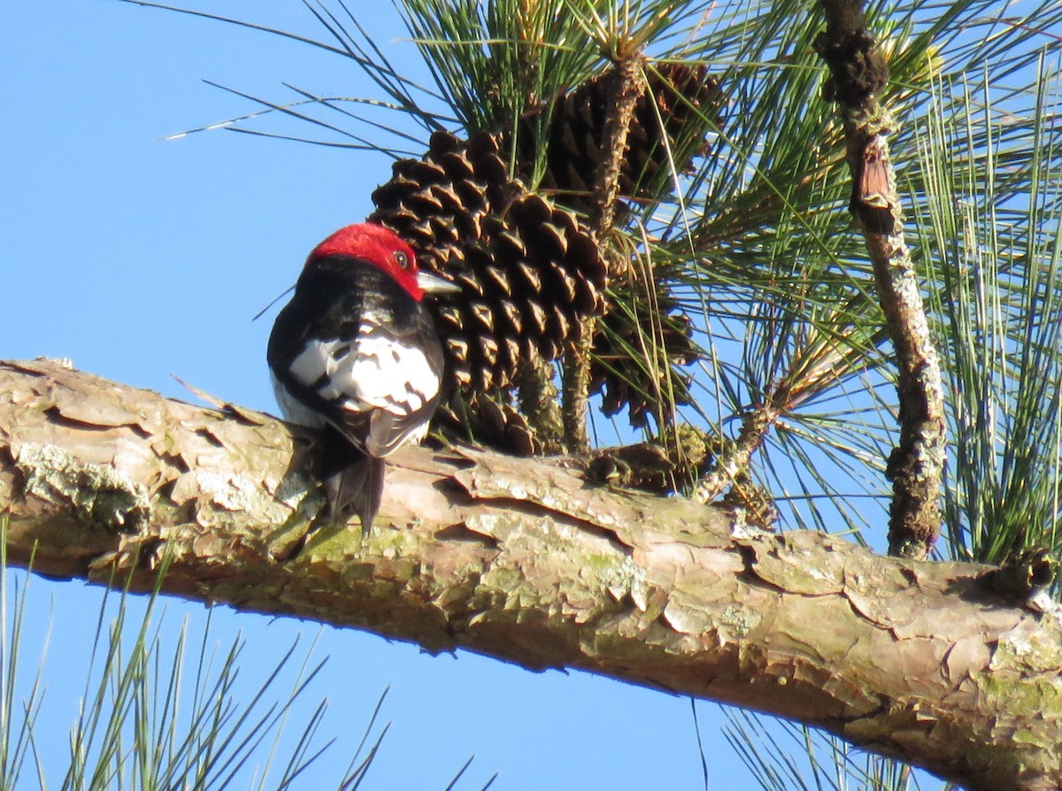 Red-headed Woodpecker - ML617906431