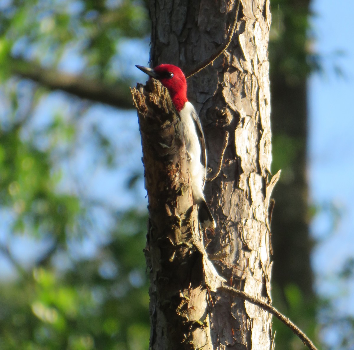 Red-headed Woodpecker - ML617906432