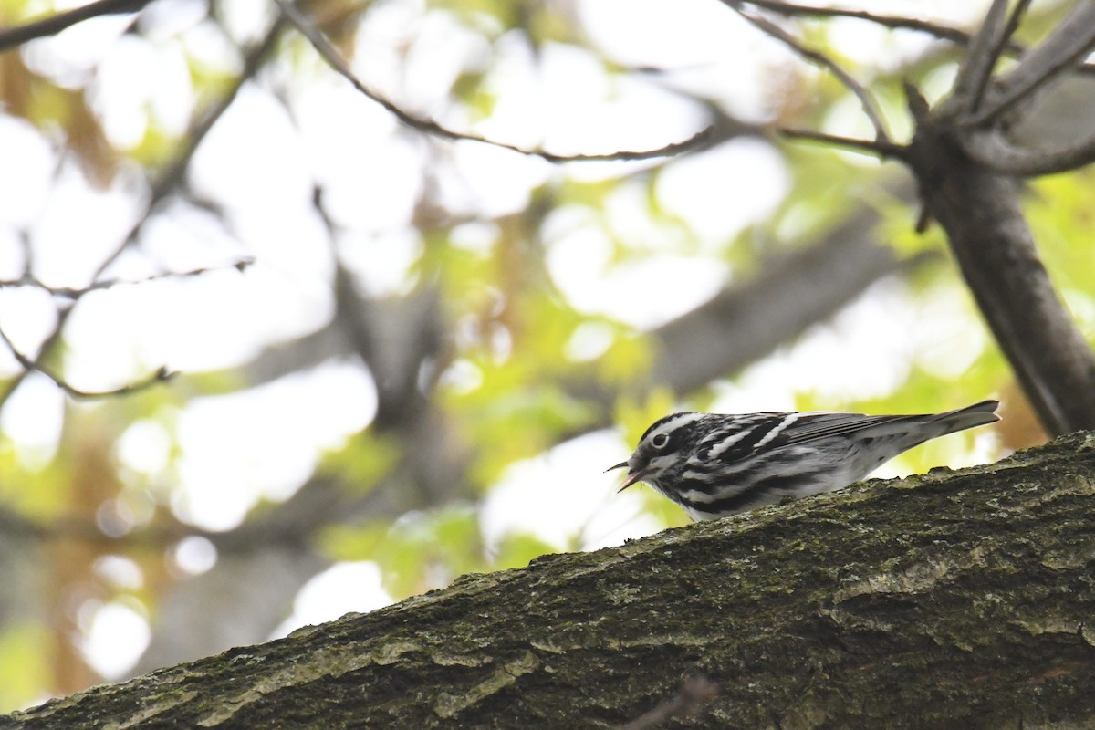 Black-and-white Warbler - ML617906441