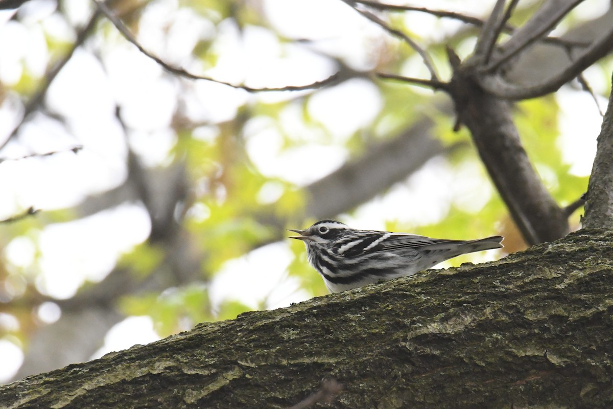 Black-and-white Warbler - ML617906442