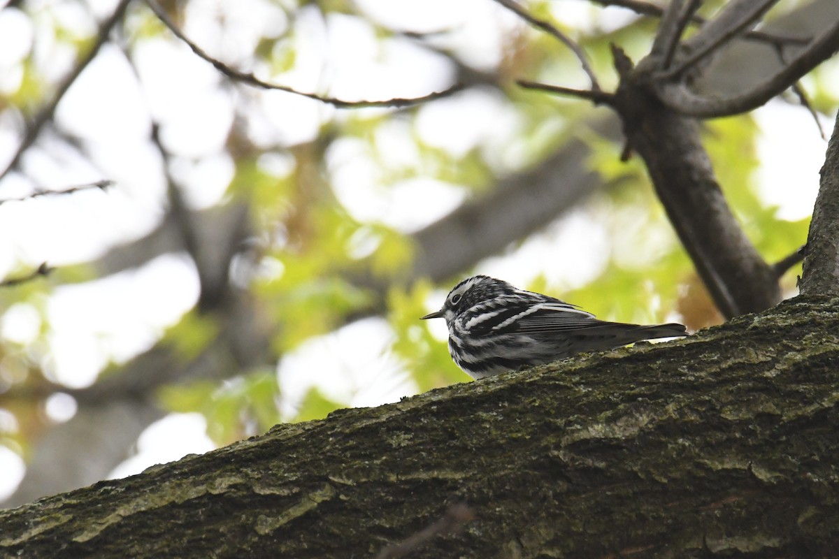 Black-and-white Warbler - ML617906443
