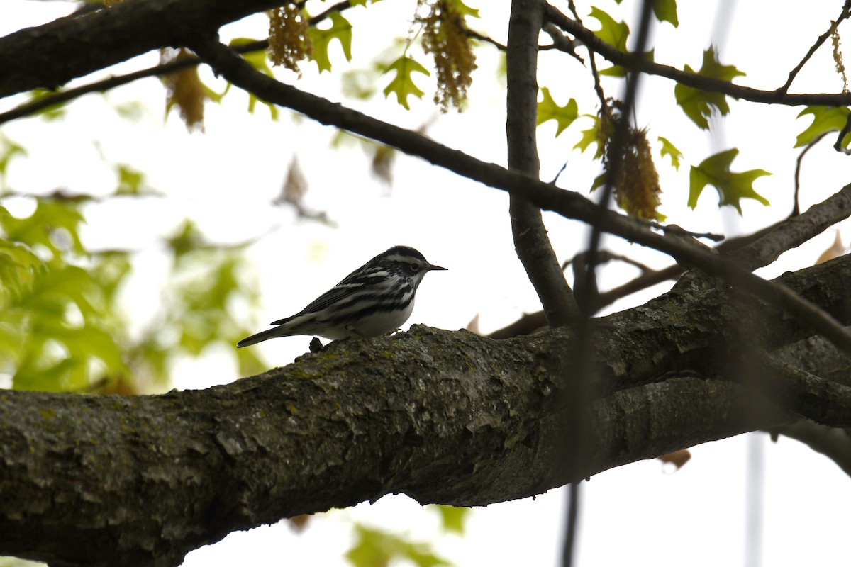 Black-and-white Warbler - ML617906444
