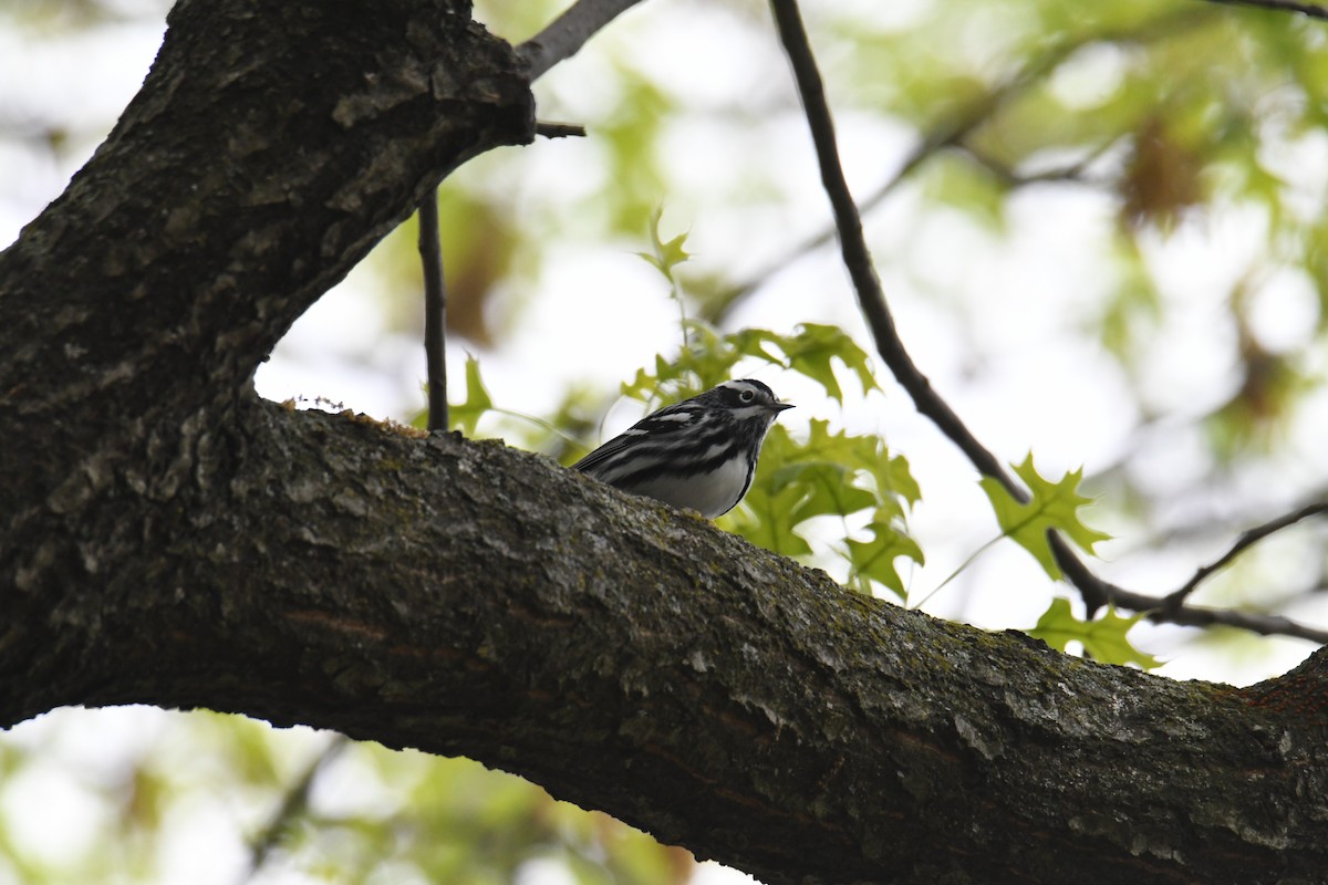 Black-and-white Warbler - ML617906445