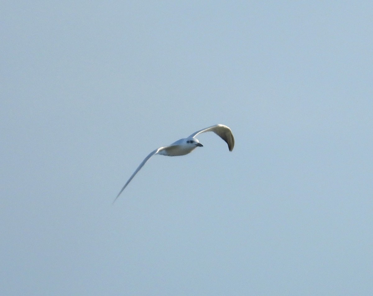 Gull-billed Tern - ML617906457