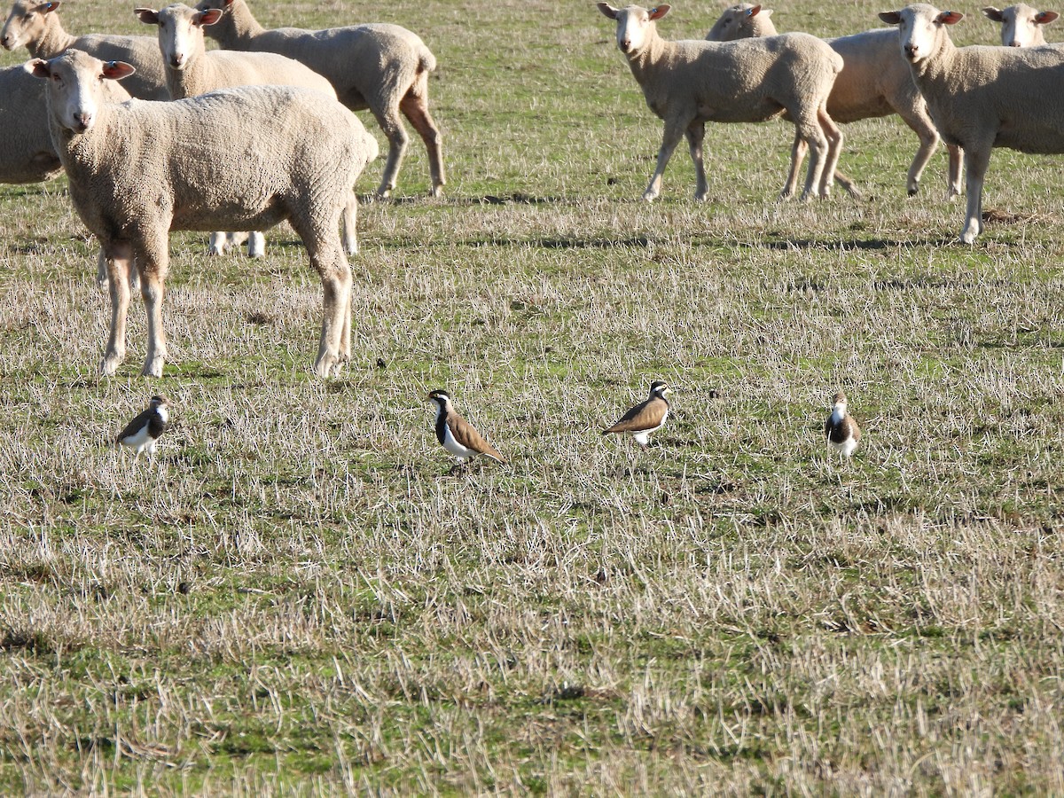 Banded Lapwing - ML617906461