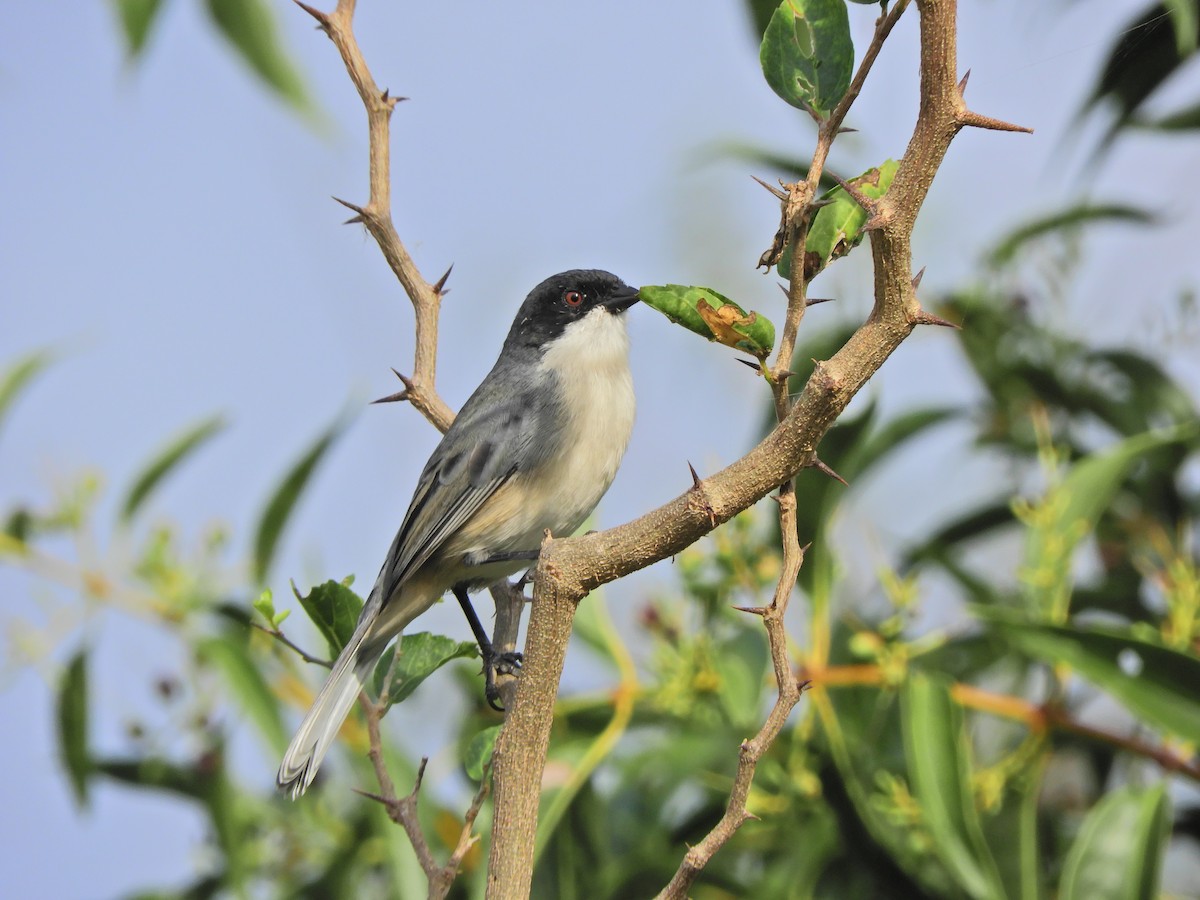 Black-capped Warbling Finch - ML617906470