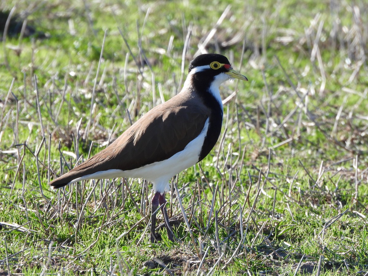 Banded Lapwing - ML617906506