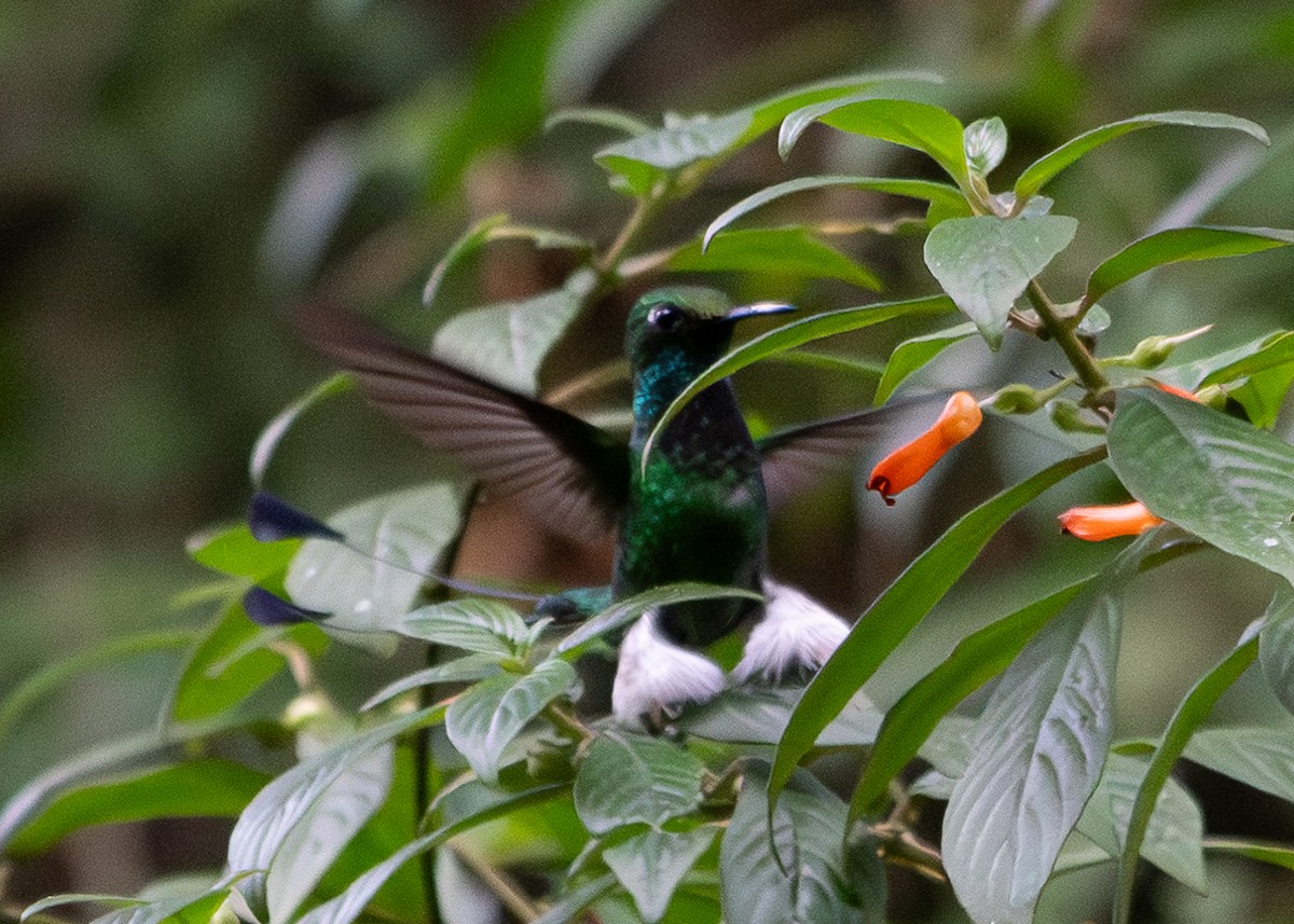 White-booted Racket-tail - ML617906512