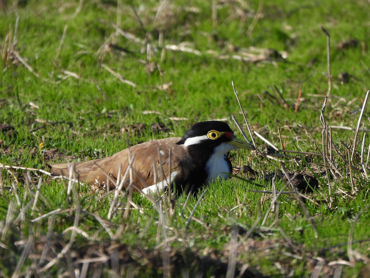 Banded Lapwing - ML617906531