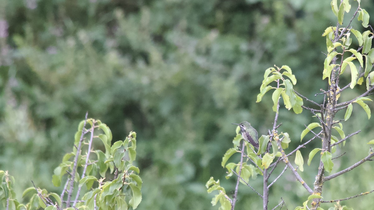 Calliope Hummingbird - ML617906565