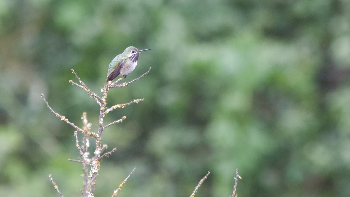 Calliope Hummingbird - ML617906566
