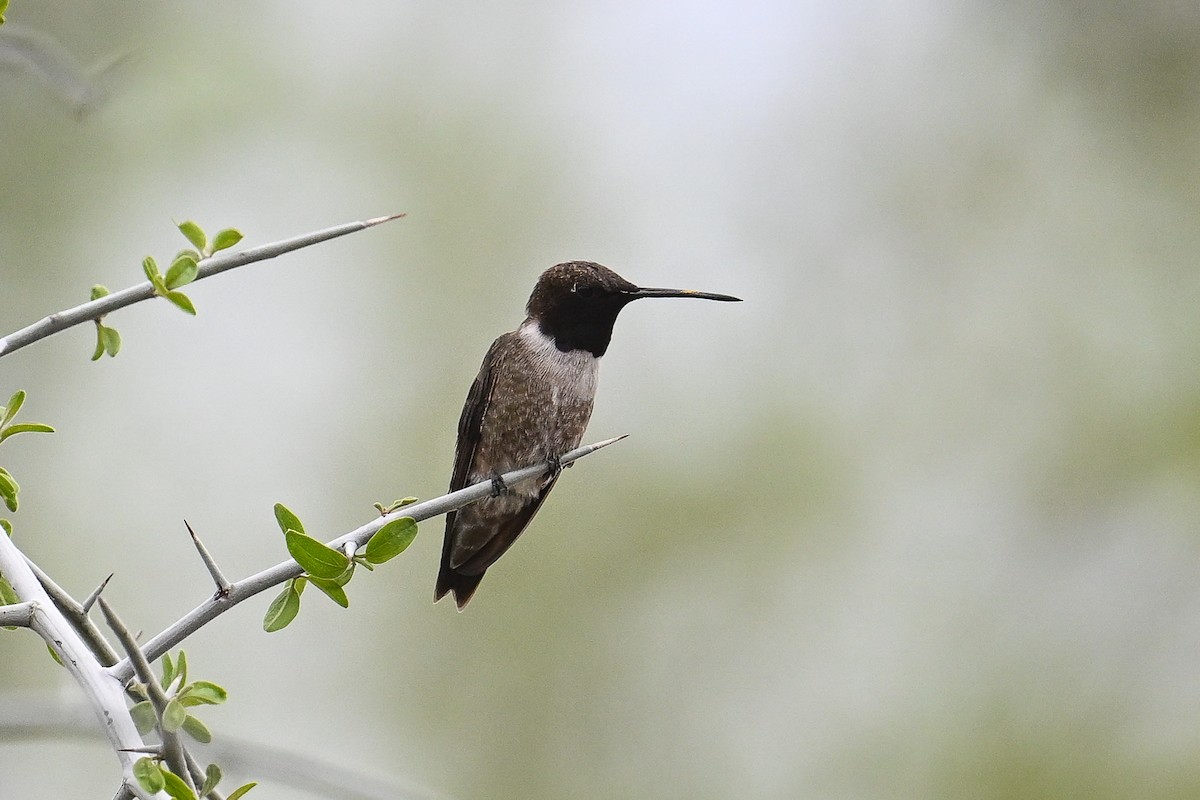 Black-chinned Hummingbird - ML617906580