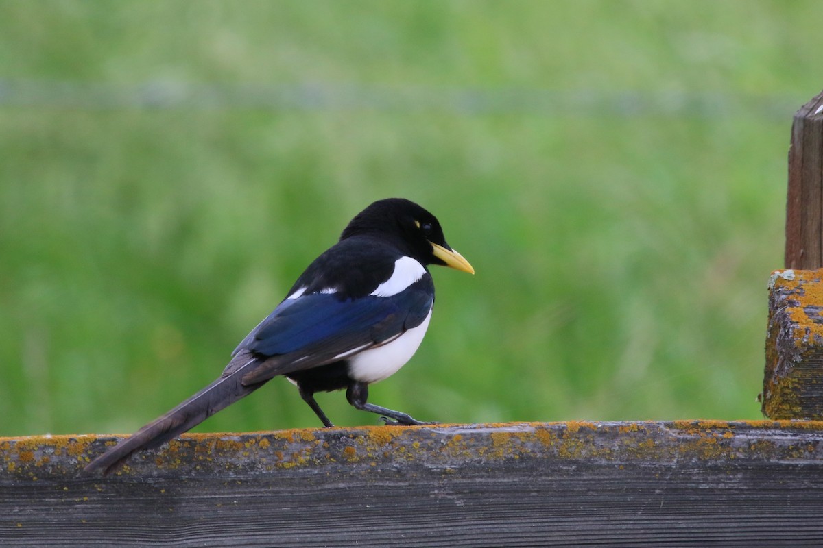 Yellow-billed Magpie - Kevin Lester