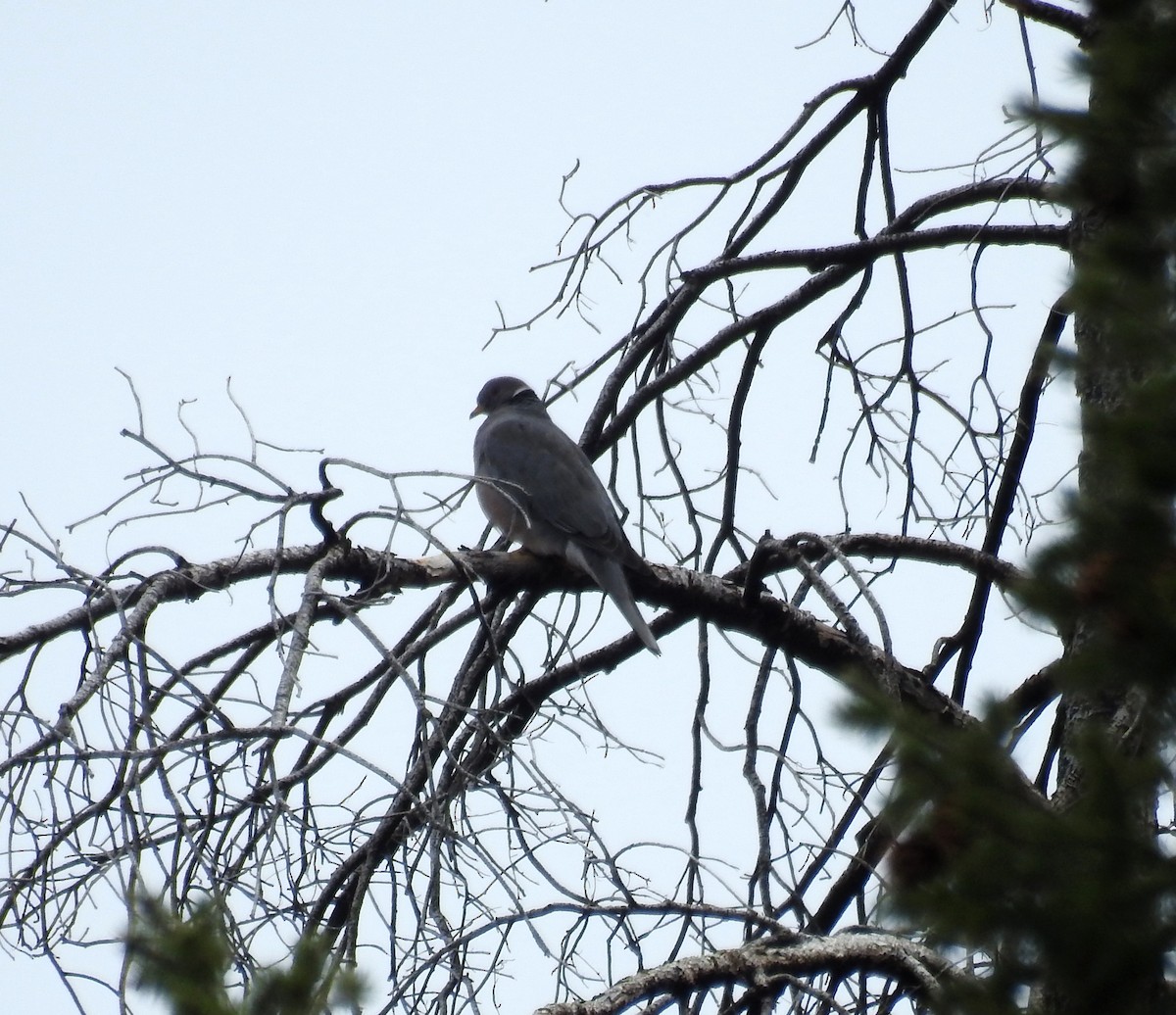 Band-tailed Pigeon - ML617906709
