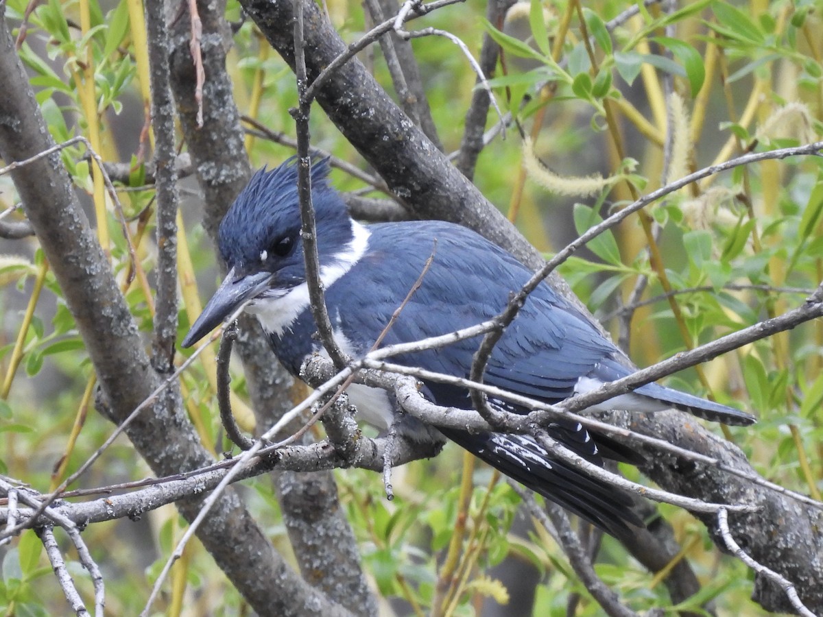 Belted Kingfisher - ML617906747