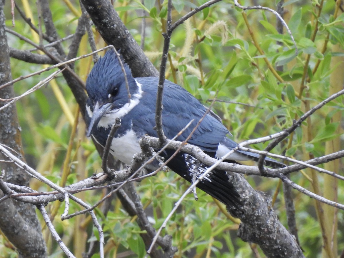 Belted Kingfisher - ML617906748