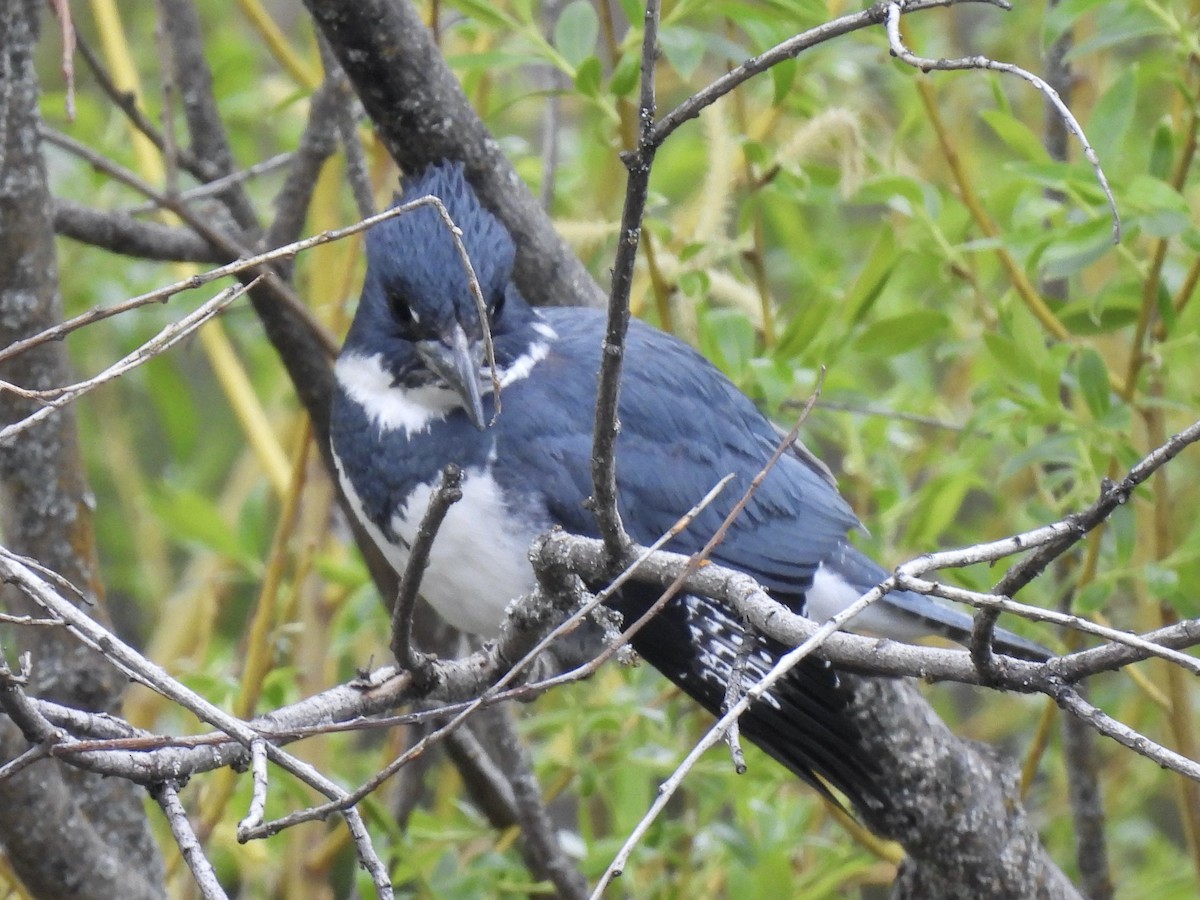 Belted Kingfisher - ML617906749