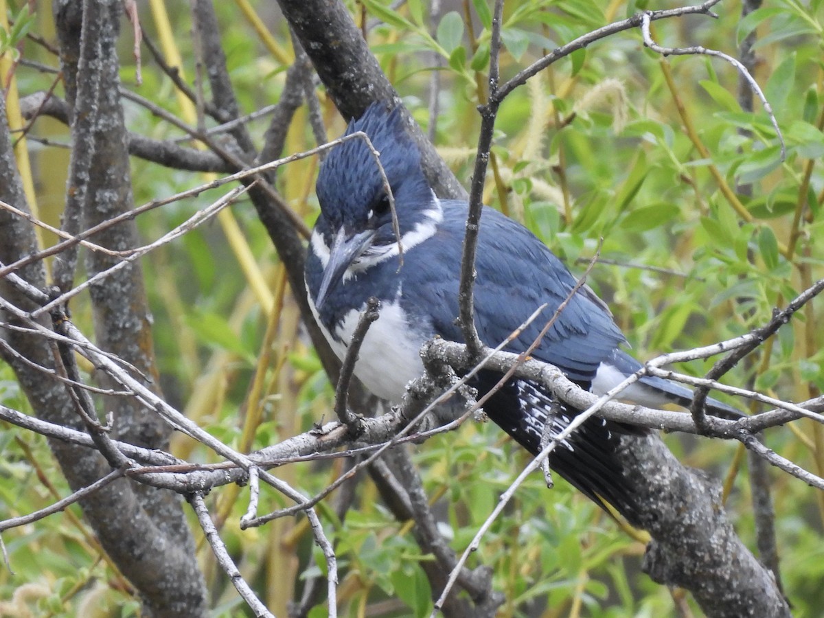 Belted Kingfisher - ML617906750