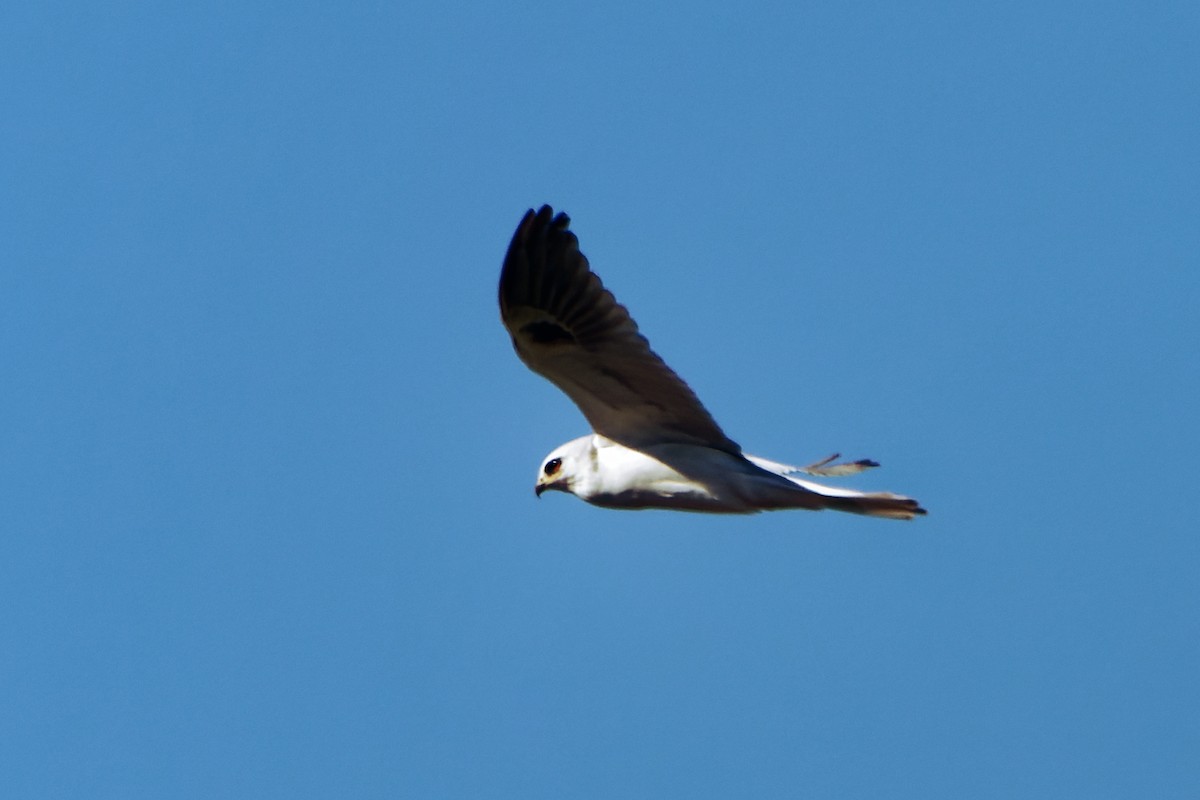 White-tailed Kite - Zhennong Li