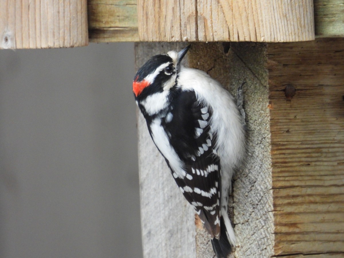 Downy Woodpecker - ML617906777