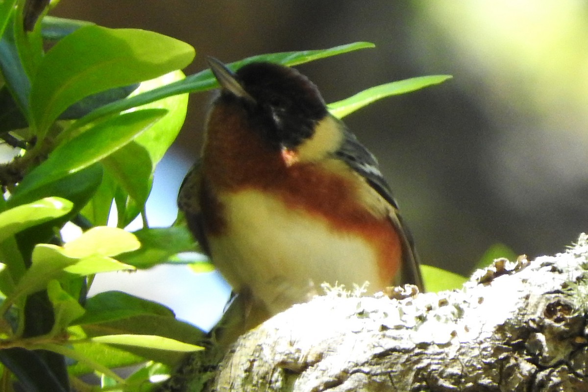 Bay-breasted Warbler - Mark Meunier