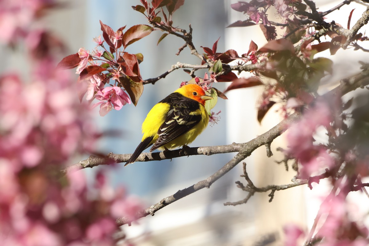 Western Tanager - ML617906821