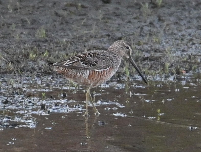 Long-billed Dowitcher - ML617906847