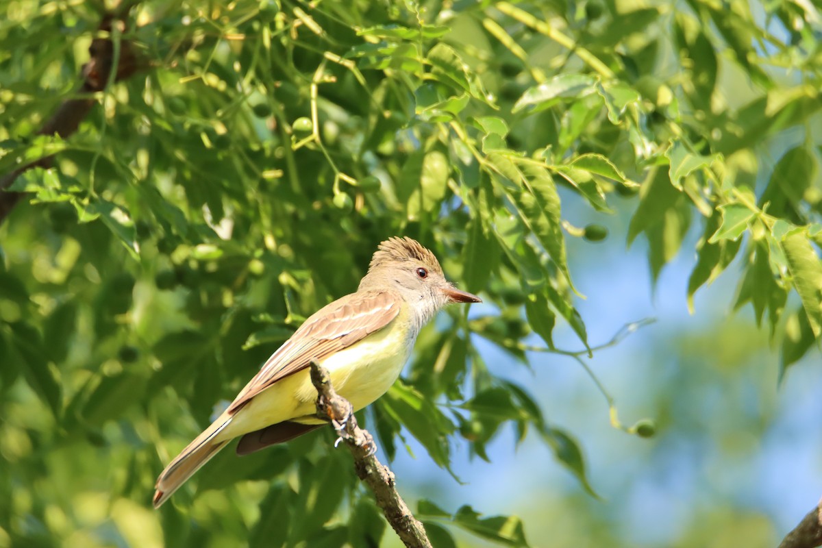 Great Crested Flycatcher - ML617906895