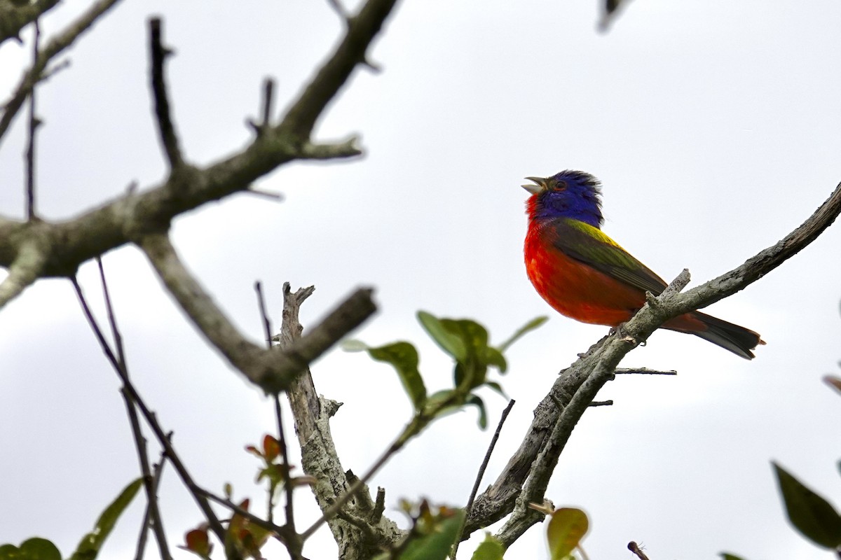Painted Bunting - ML617906918