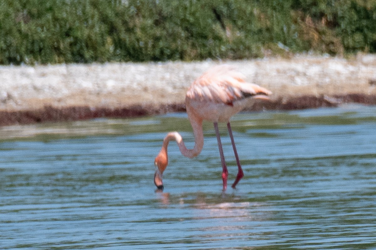 American Flamingo - ML617906966